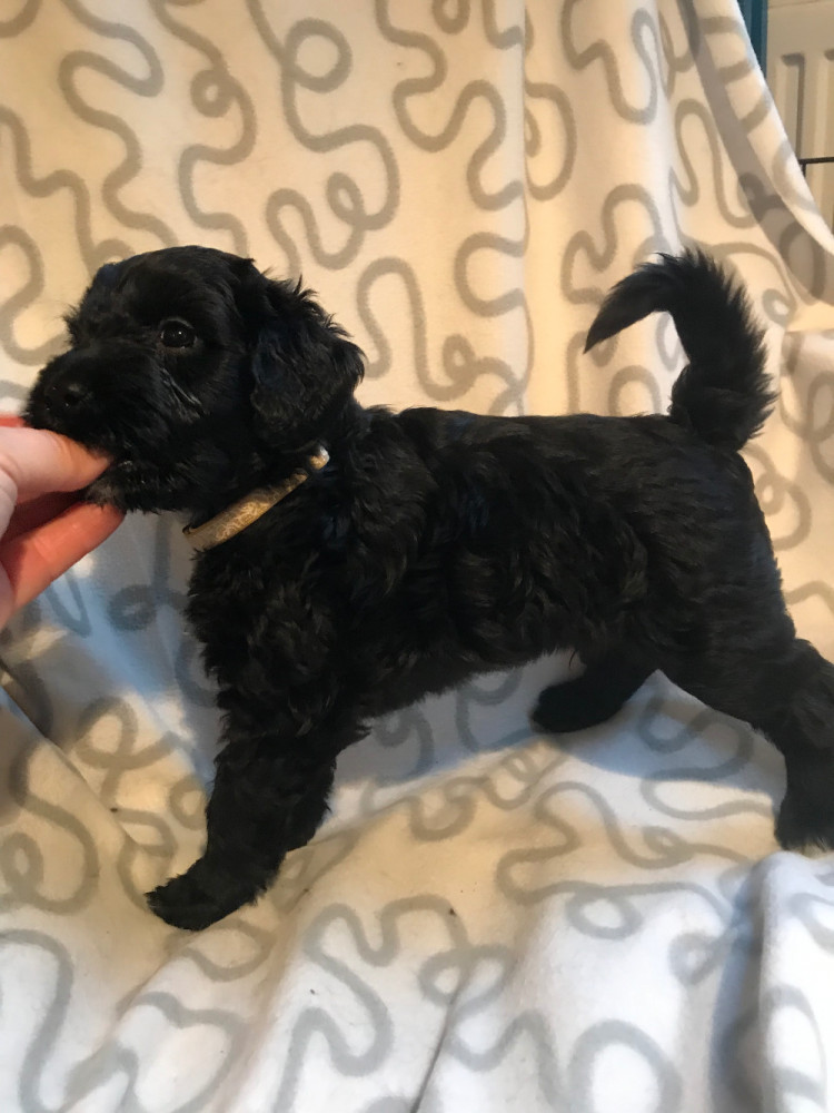 Portuguese Water Dog