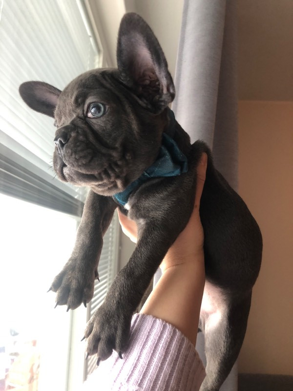 French Bulldog