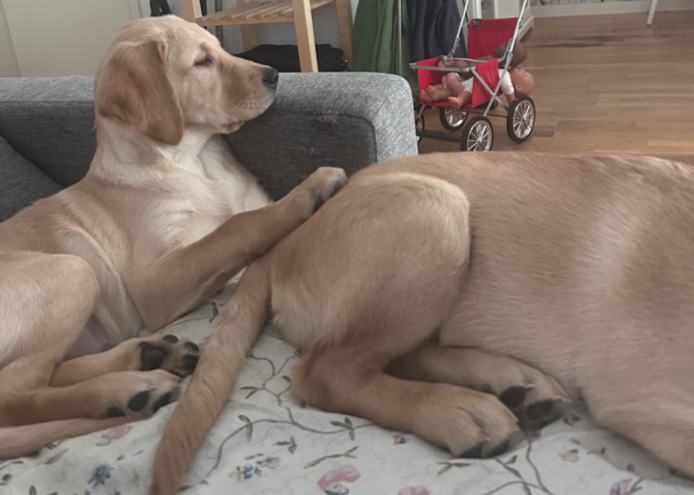 Labrador Retriever