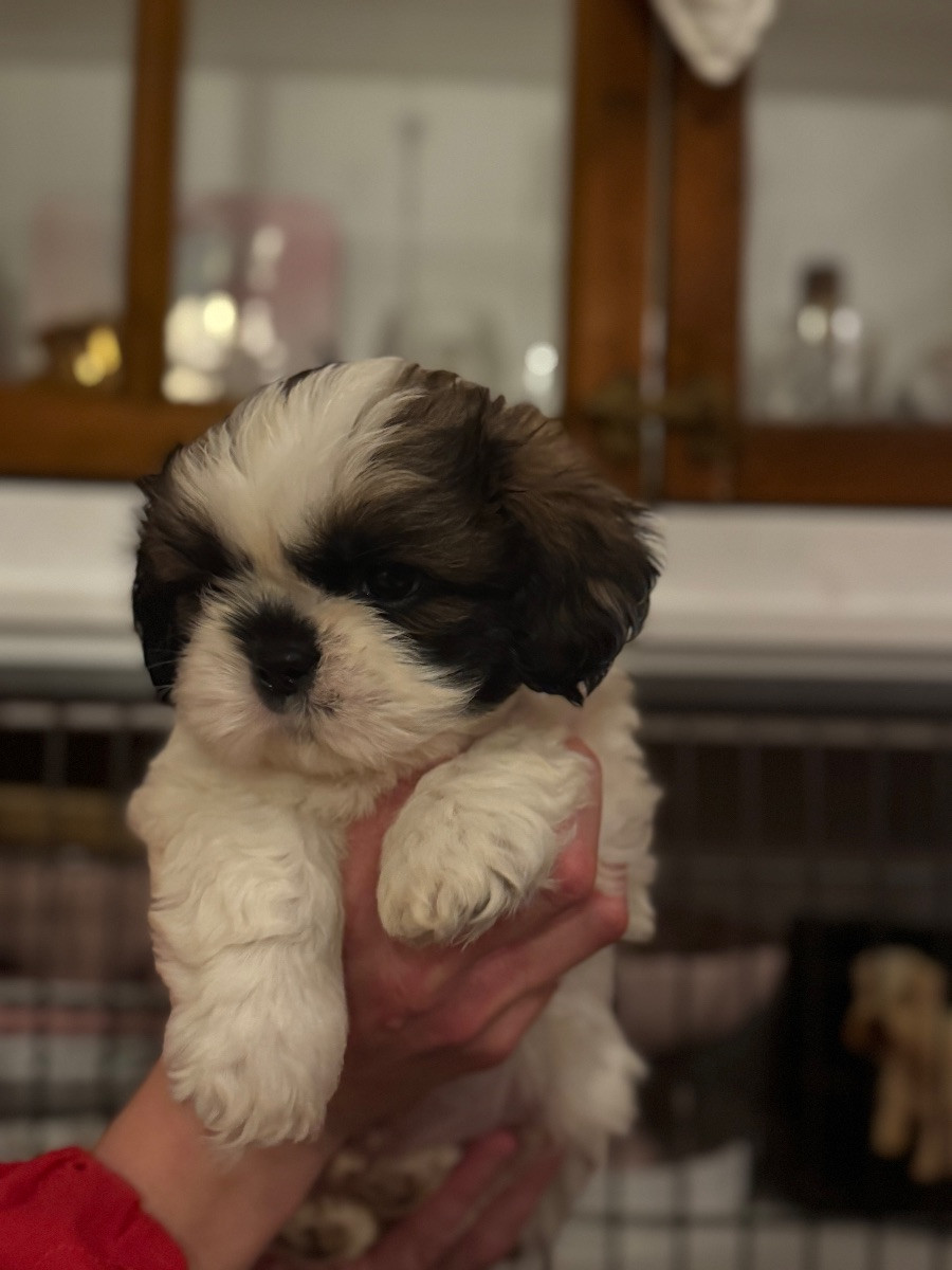 Shih Tzu
