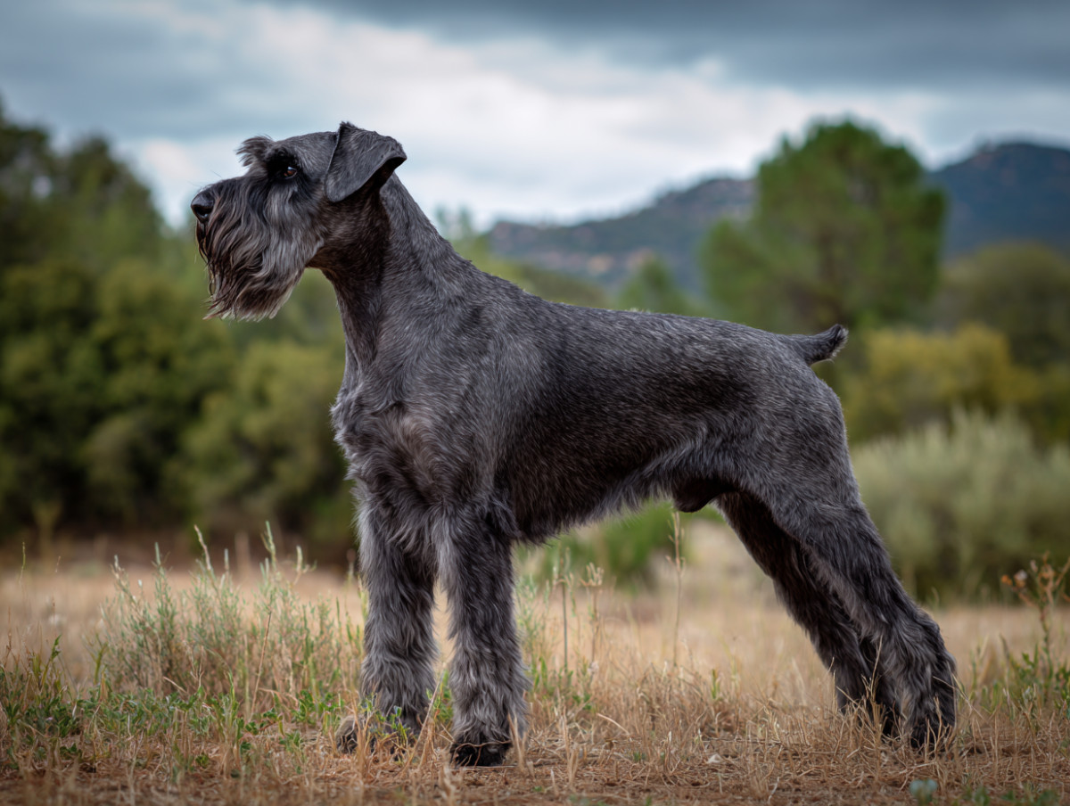 Giant Schnauzer