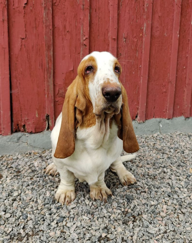 Basset hound