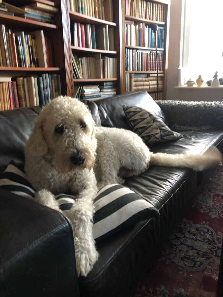 Lyckornaslabradoodle