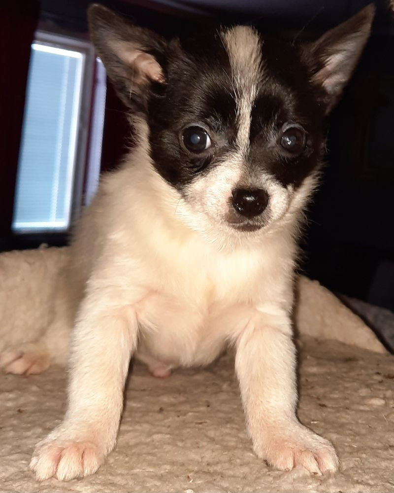 Pomchie
