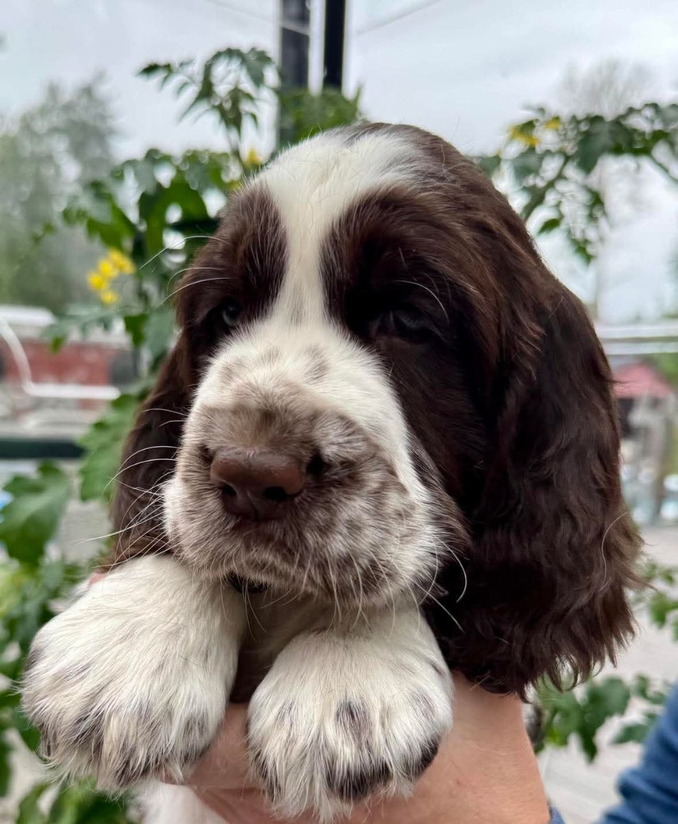 Passion Spaniels