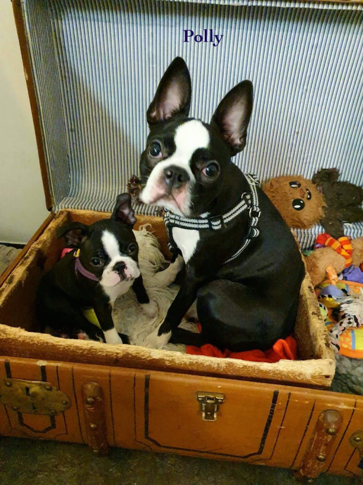 Truffelnose