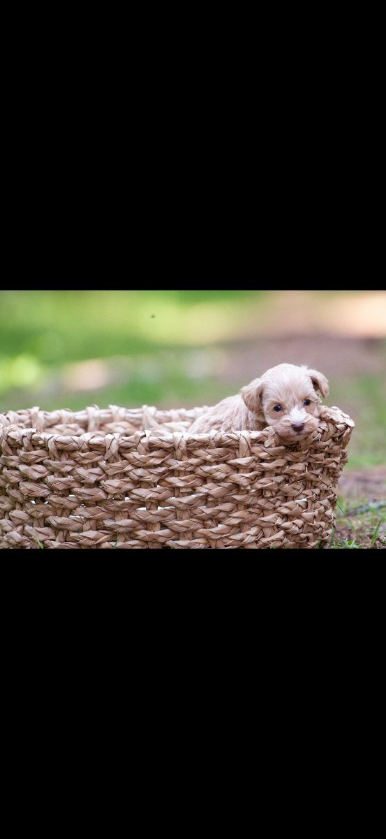 Australian Labradoodle WALA