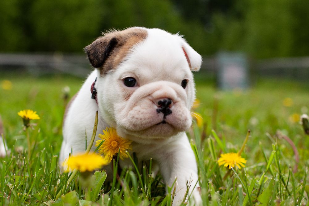 English Bulldog