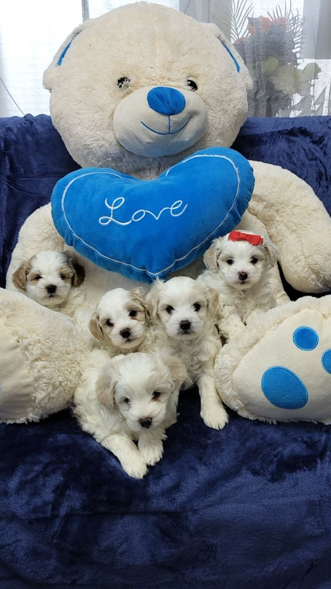 Maltipoo · 2025-11-15 · Göteborg · Ramin H.