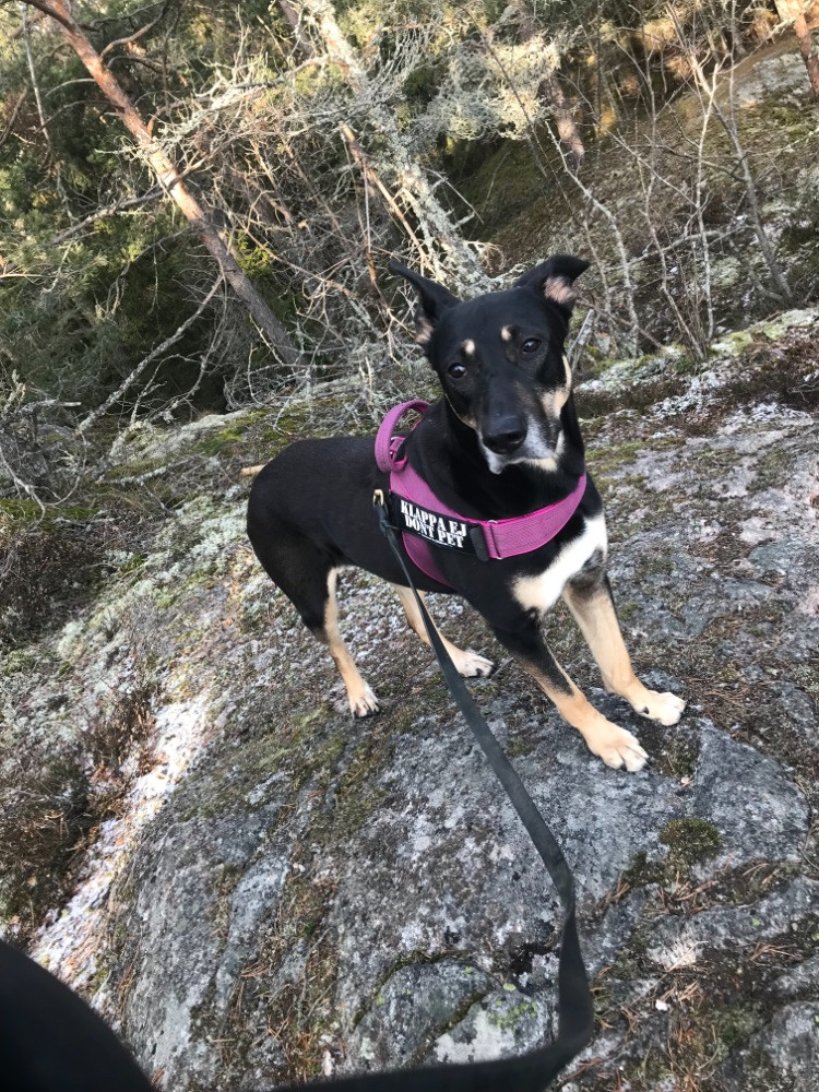 Doberman borzoi mix