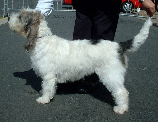 Grand Basset Griffon Vendéen