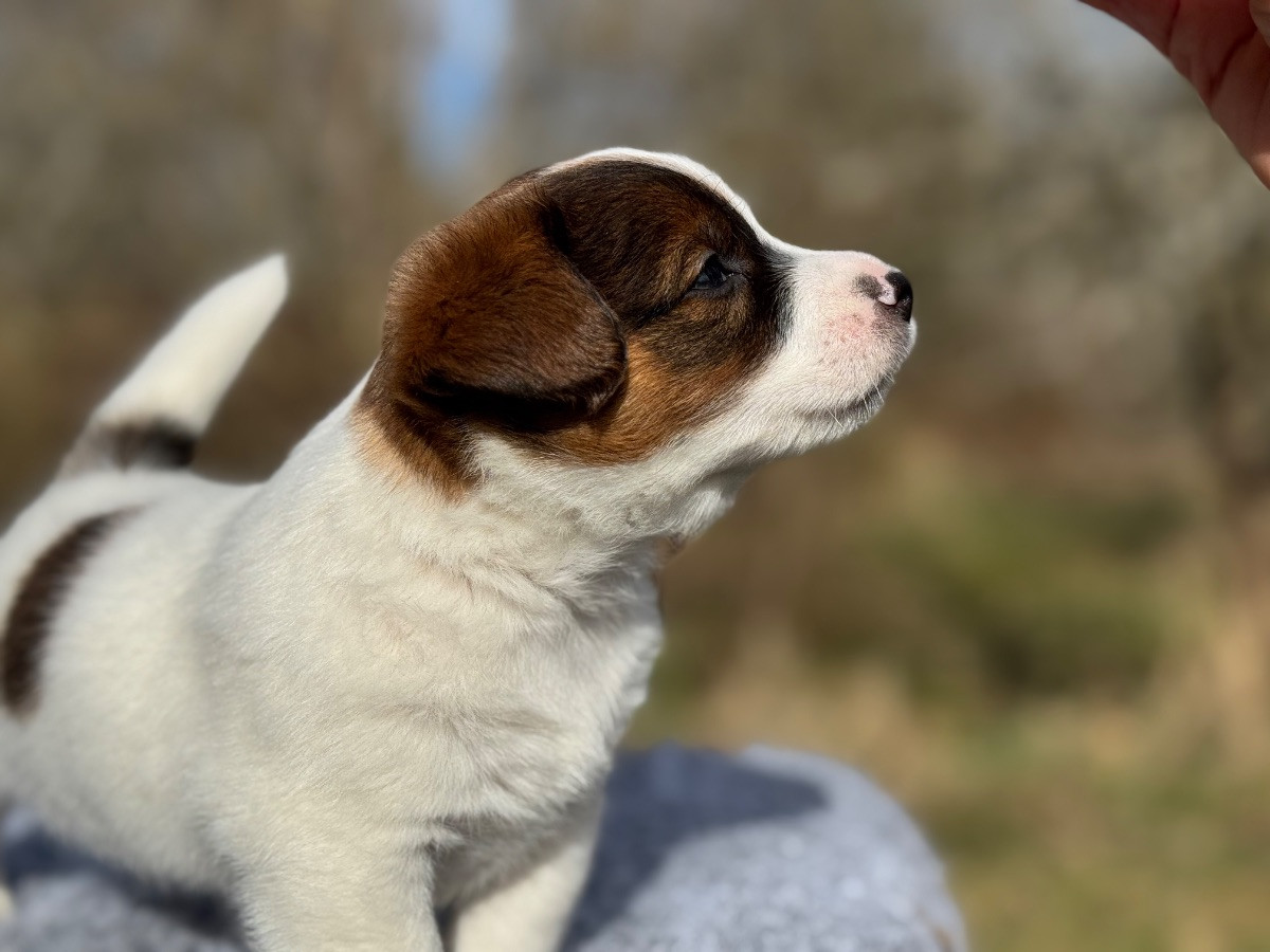 Russelltorpet