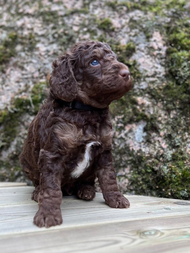 Isadoras Pudel och Cockerpoo