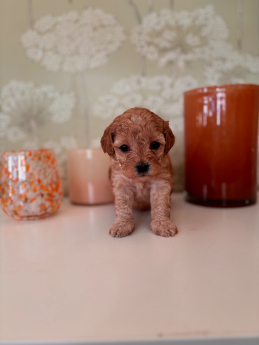 Cavapoo