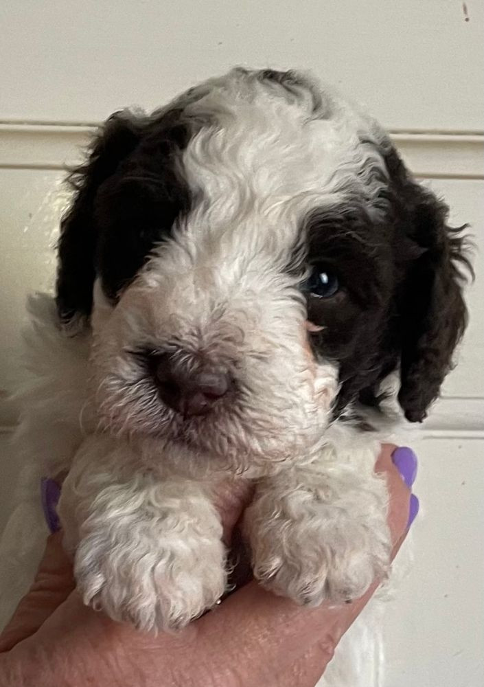 Spanish Water Dog (Perro de Agua Espanol)