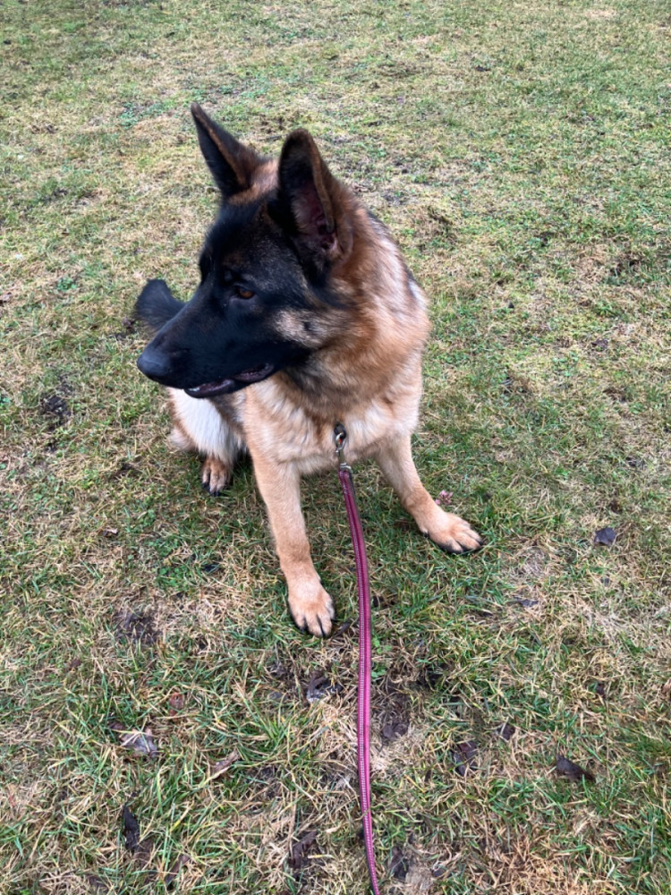 Schäferhund