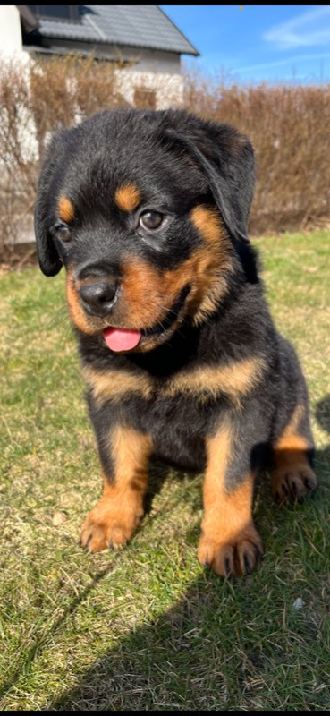 Black magnificents kennel