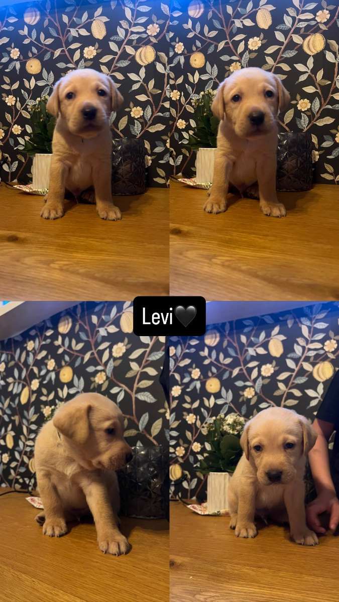 Bäckasjös uppfödning