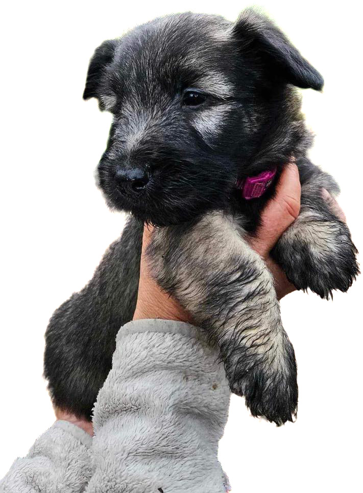 Tiny Winne