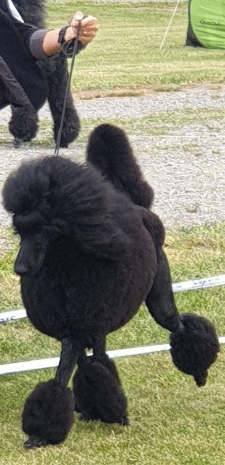 Frihamras kennel