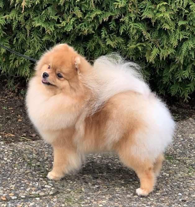 Black Orange's Pomeranian