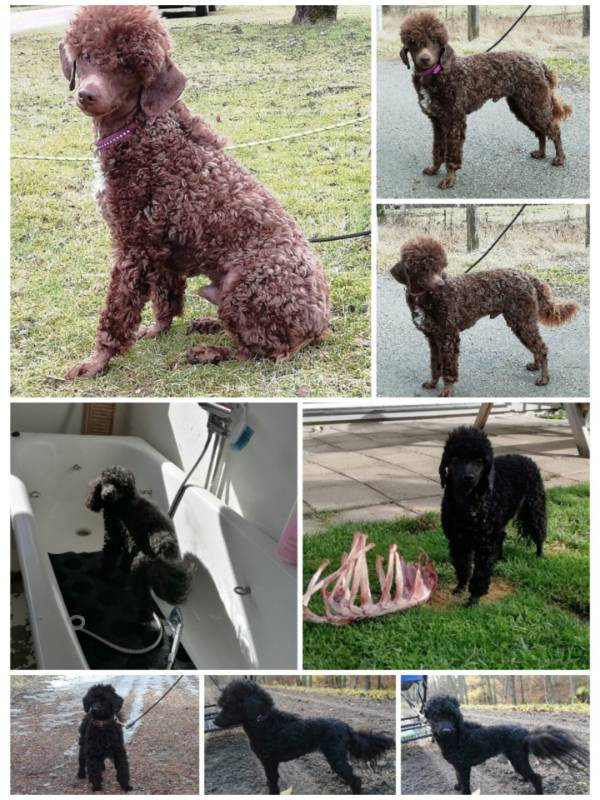 Hjortkvarns Cavapoo