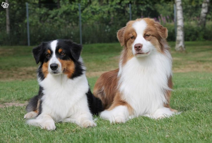 Australian Shepherd