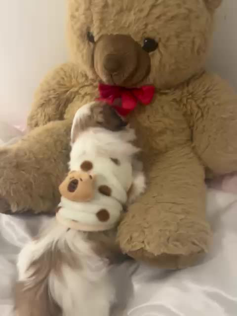 Shih Tzu · 2025-10-02 · Vårby · Beata C.