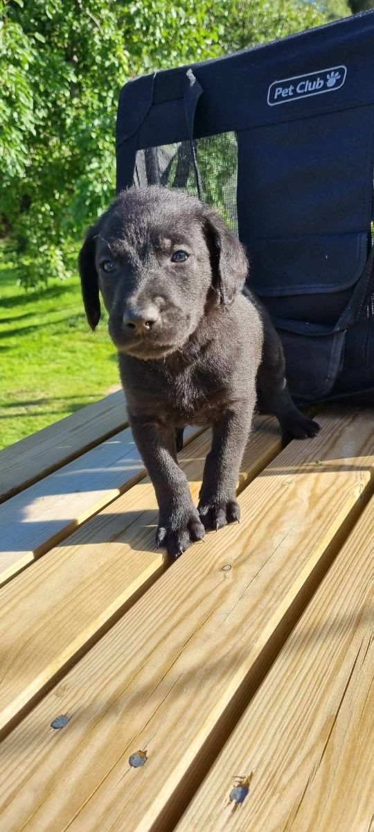 Labradoodle