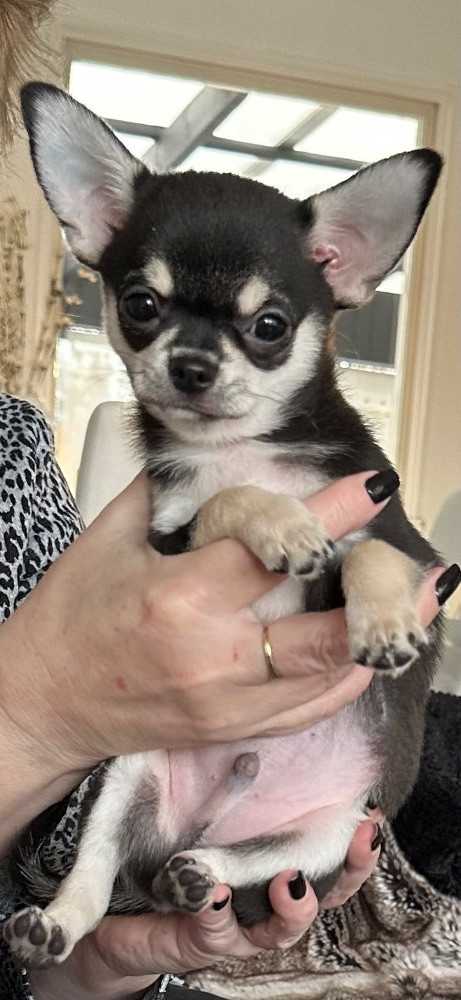 Mini chipette