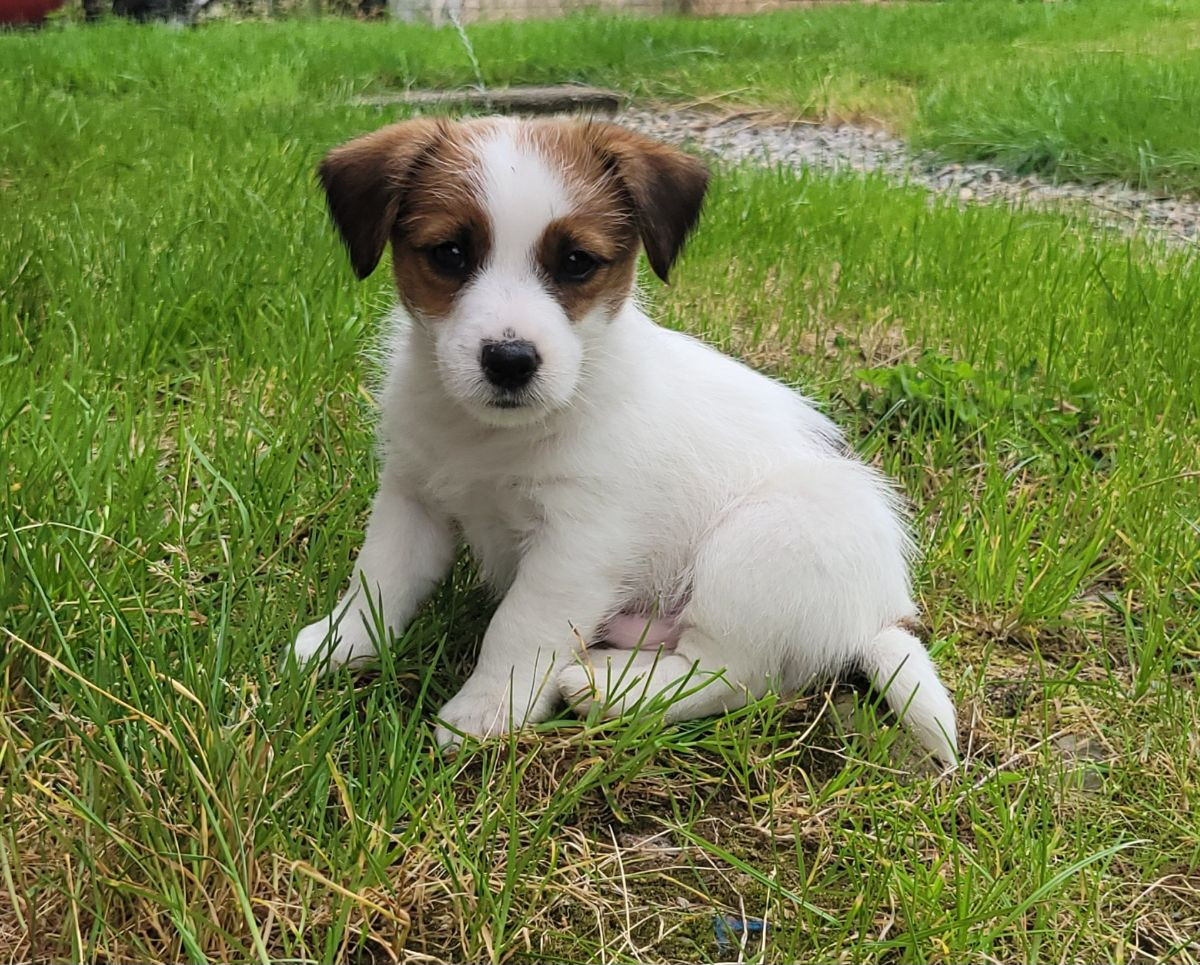Sheridog