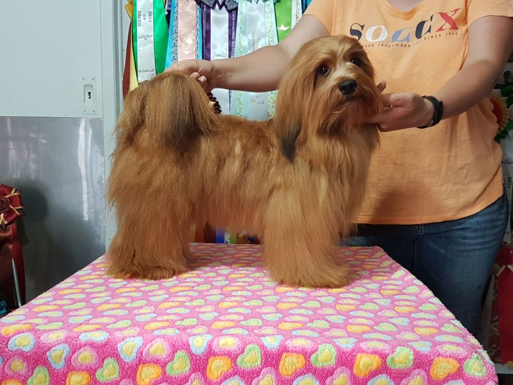 Havanese