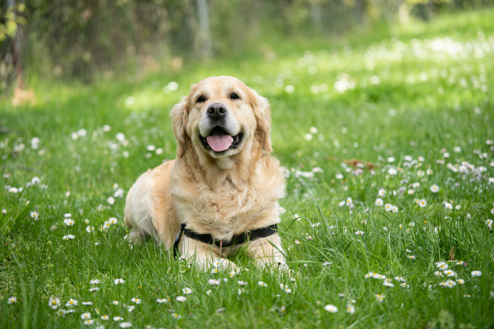 Learn More About Dog Breeds – Take Our Knowledge Quiz Today!