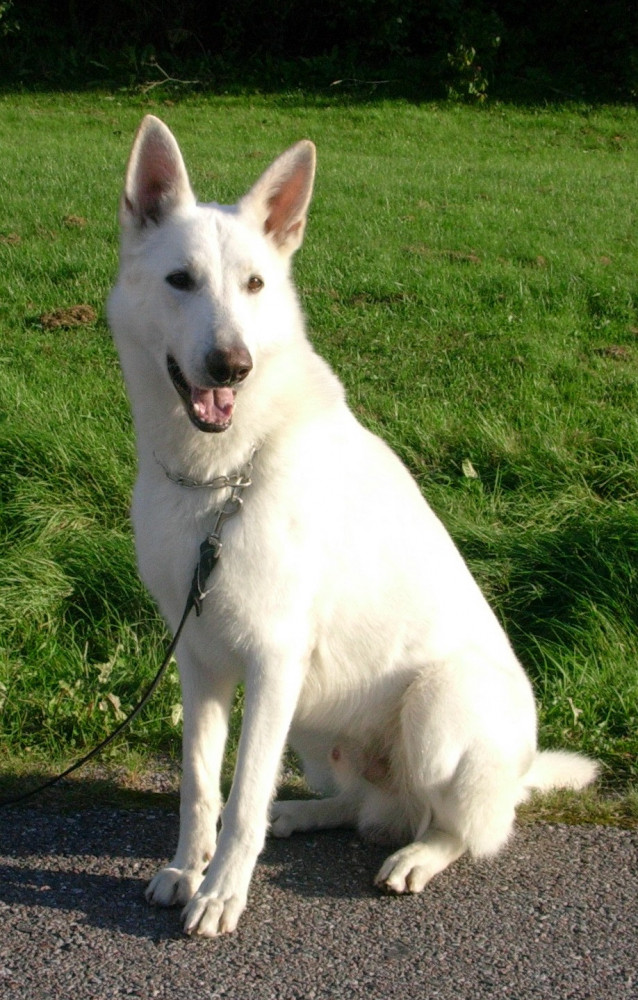 White Swiss Shepherd Dog