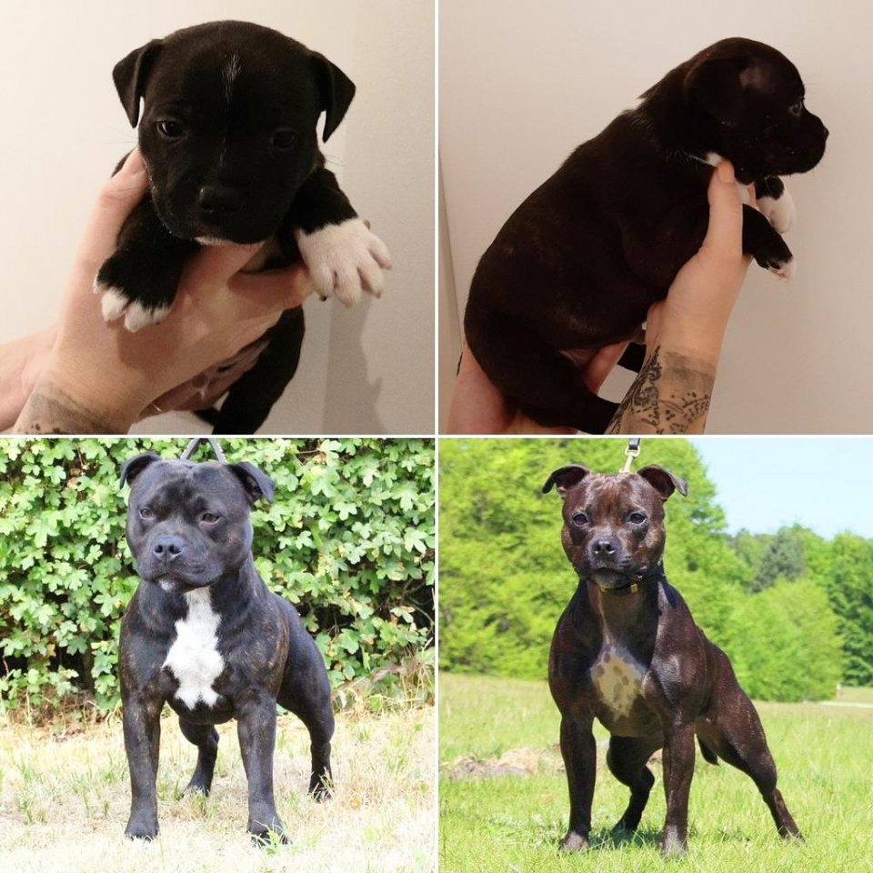Staffordshire Bull Terrier