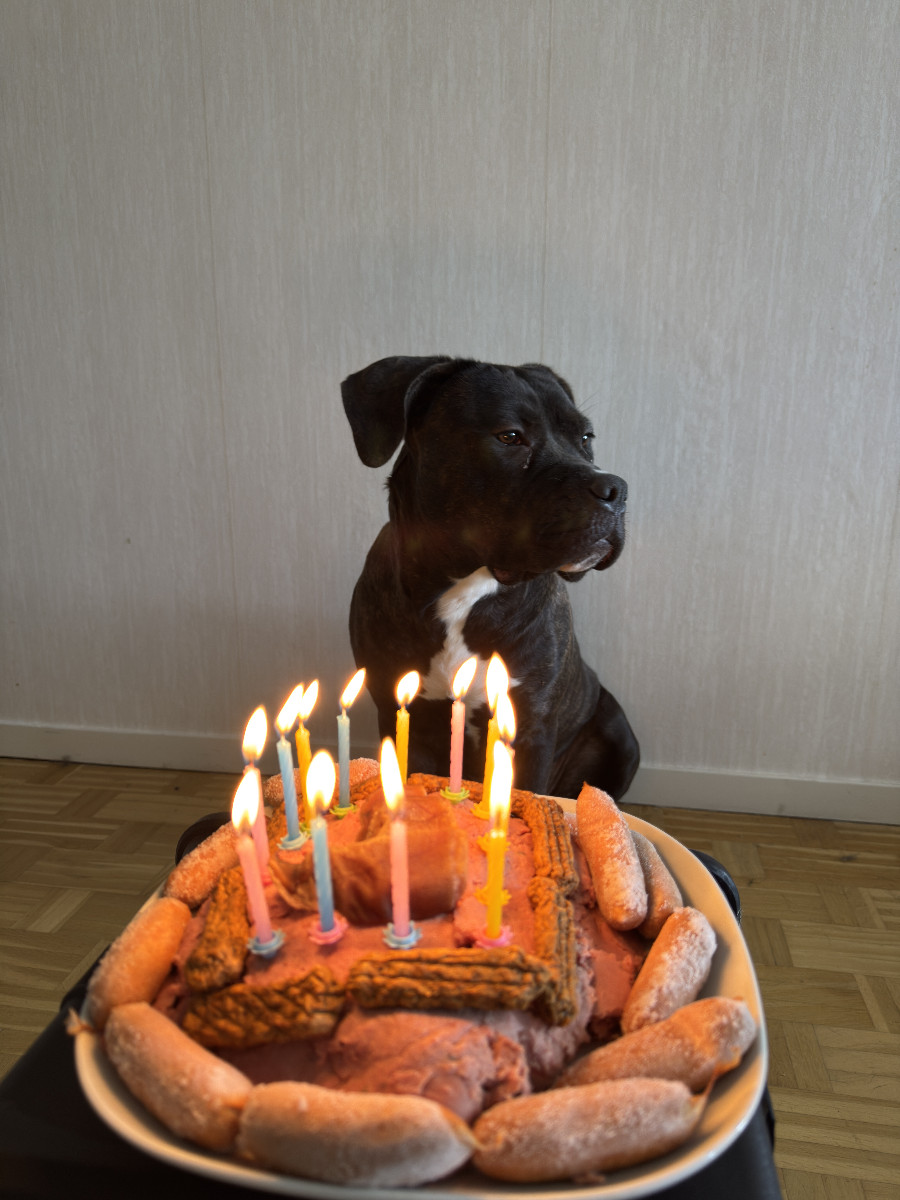 Cane Corso/xl bully · 2024-08-16 · Siljansnäs · Benjamin G.