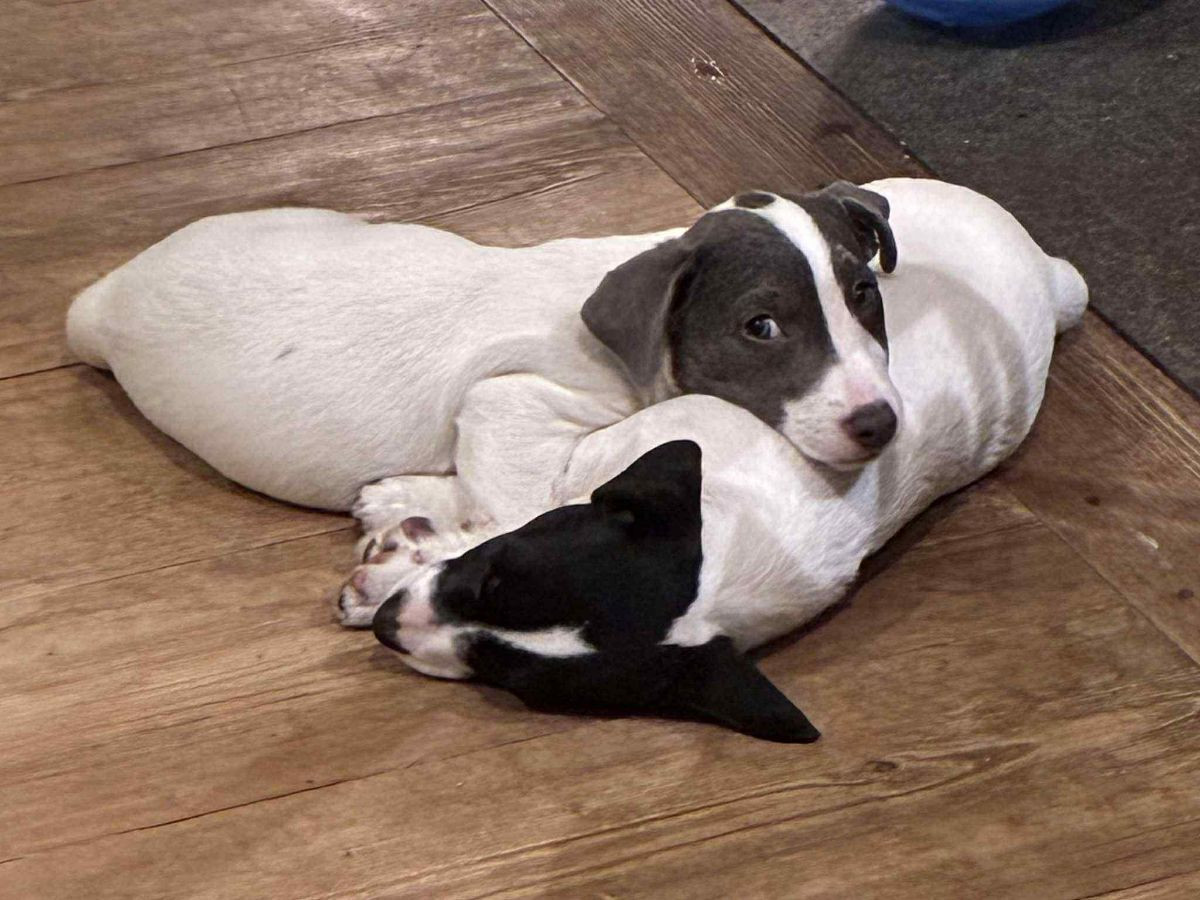 Jack Russell Terrier