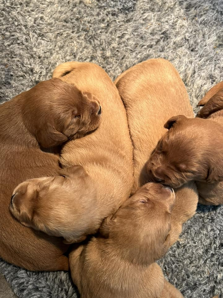 Isadoras Pudel och Cockerpoo
