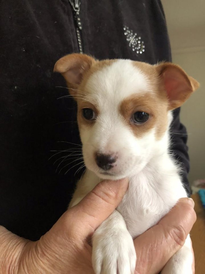 Podengo portuguese liten