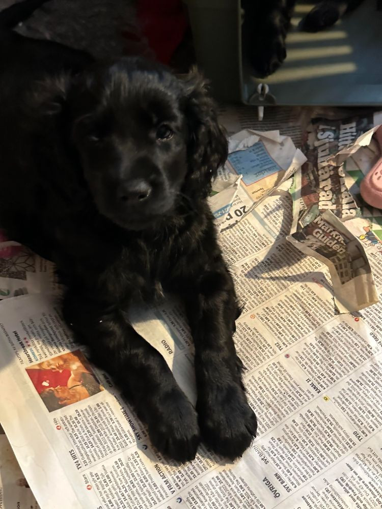 Babsan hund och kattklipp , babsans cockerpoo
