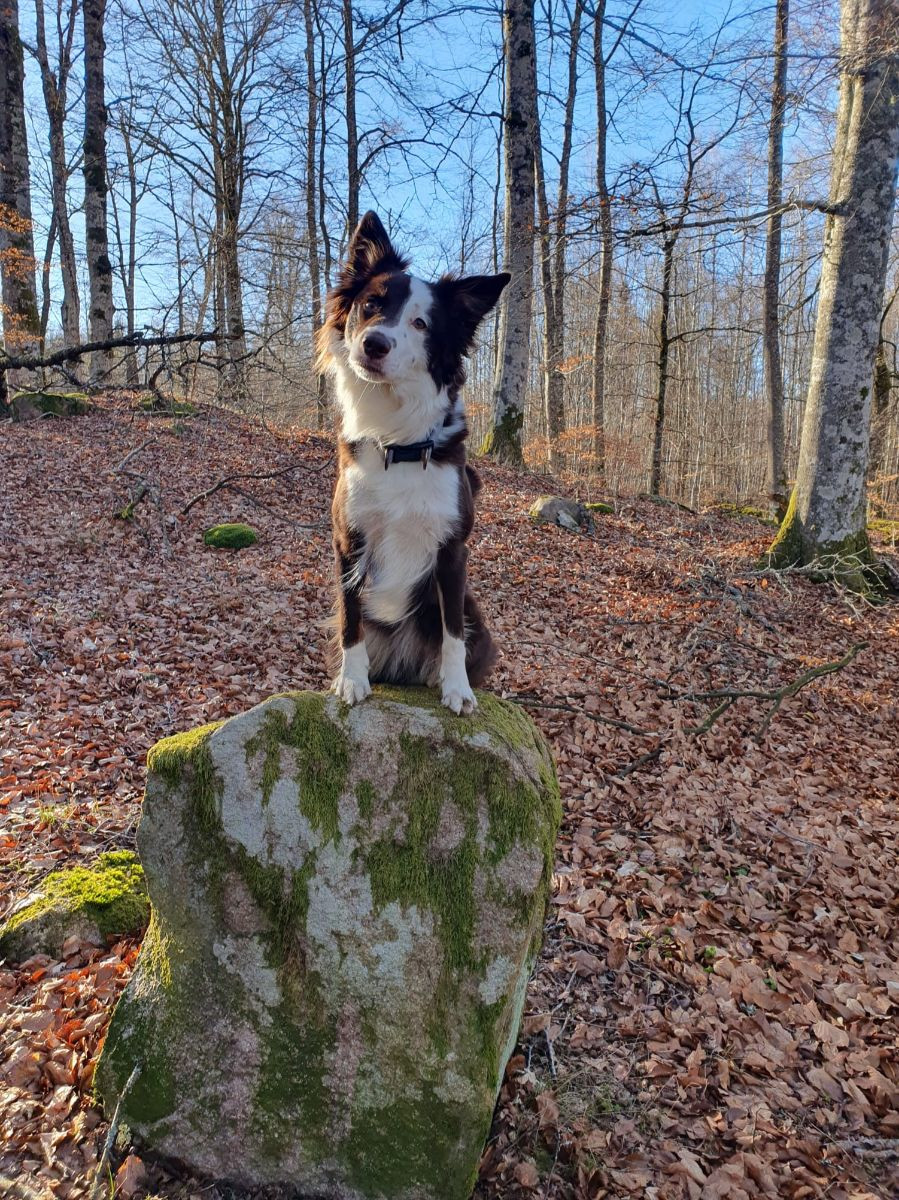 Canis