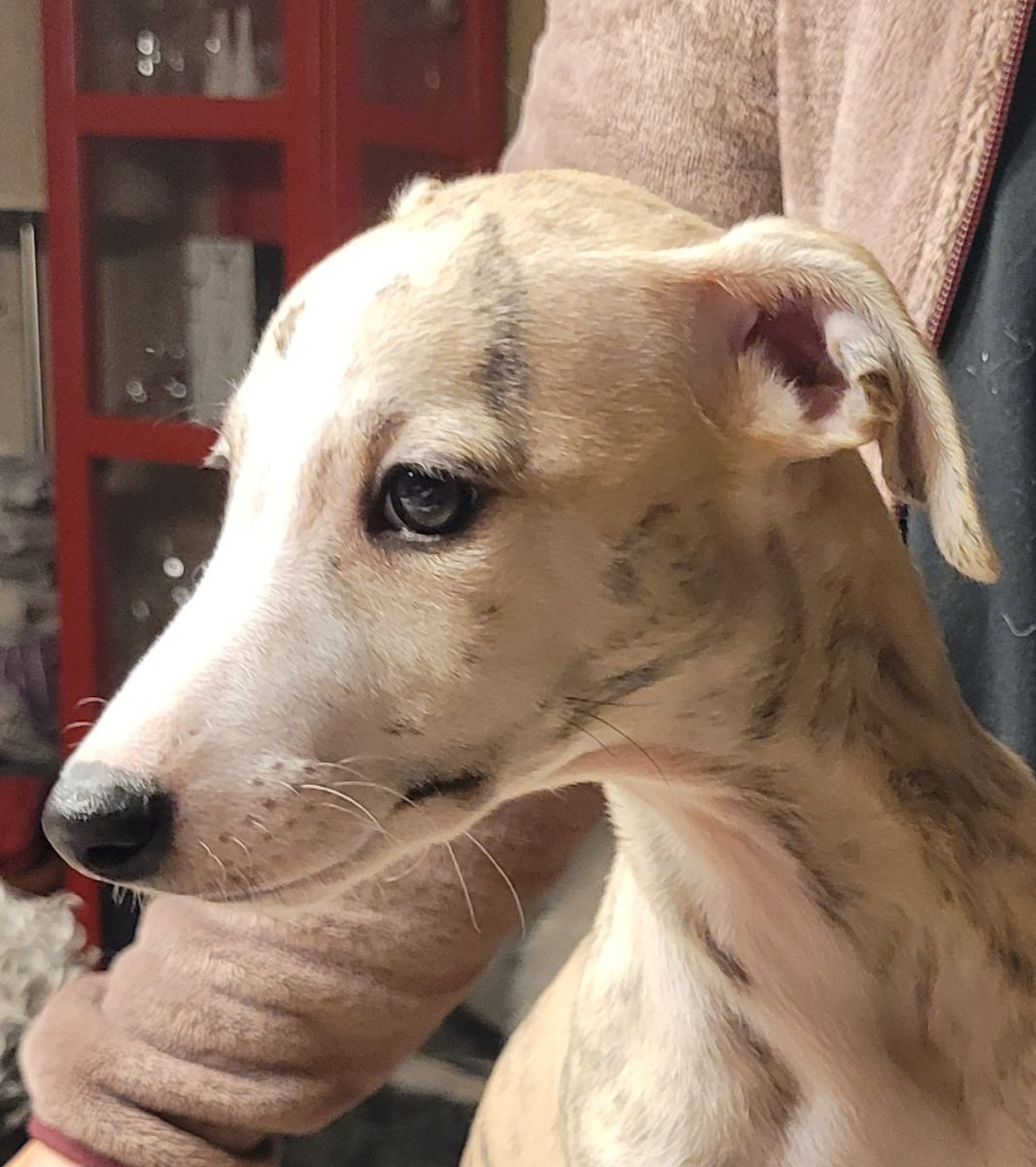 Whippet