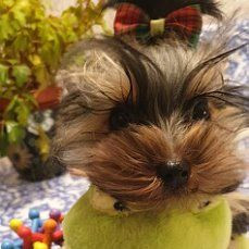Yorkshireterrier