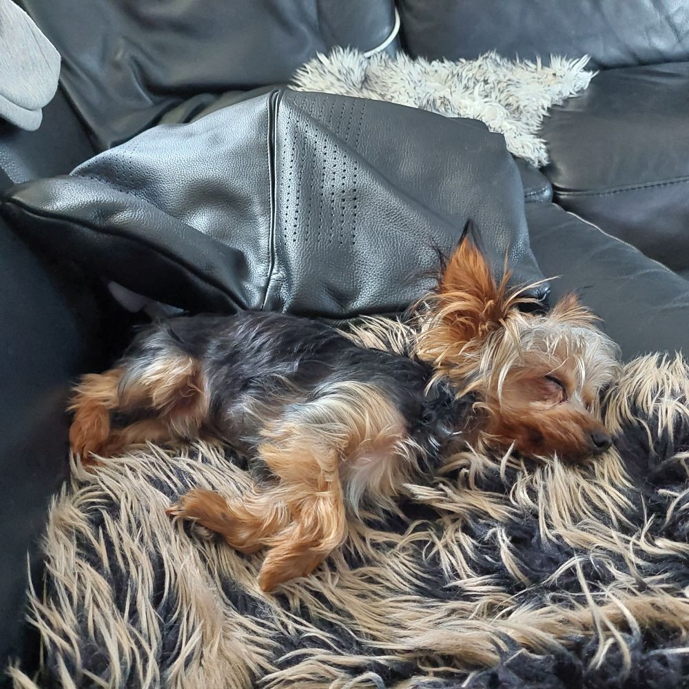 Yorkshireterrier