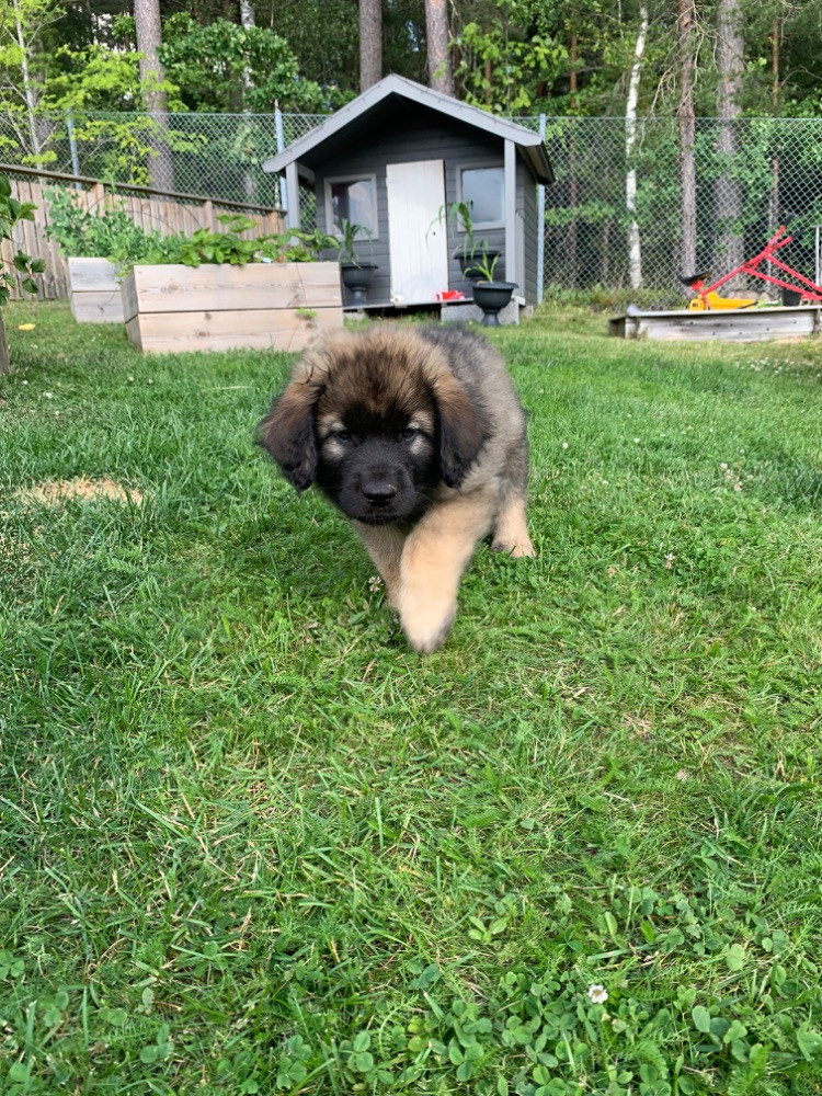 Leonberger