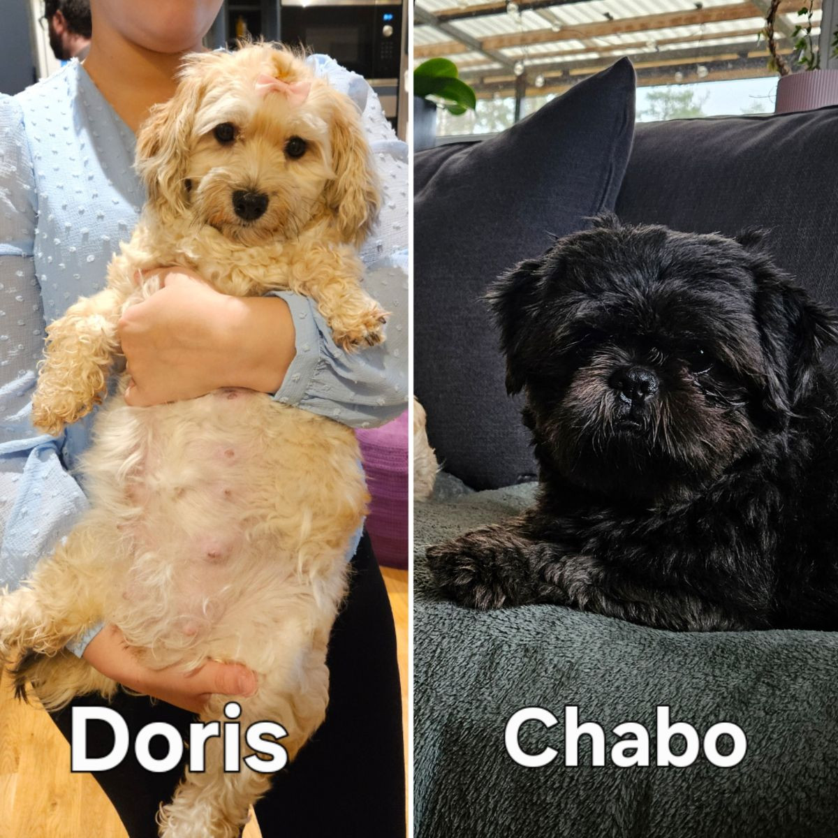 Shih tzu och Bichon havanais
