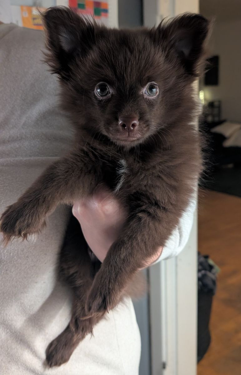 Chihuahua, pomeranian och tysk spets · 2025-10-07 · Ljungbyhed · Carolin A.