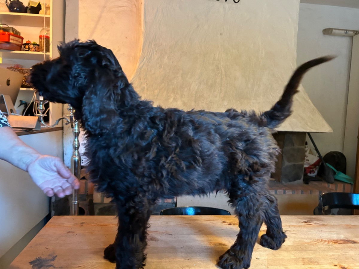 Storpudel och Flatcoated retriever