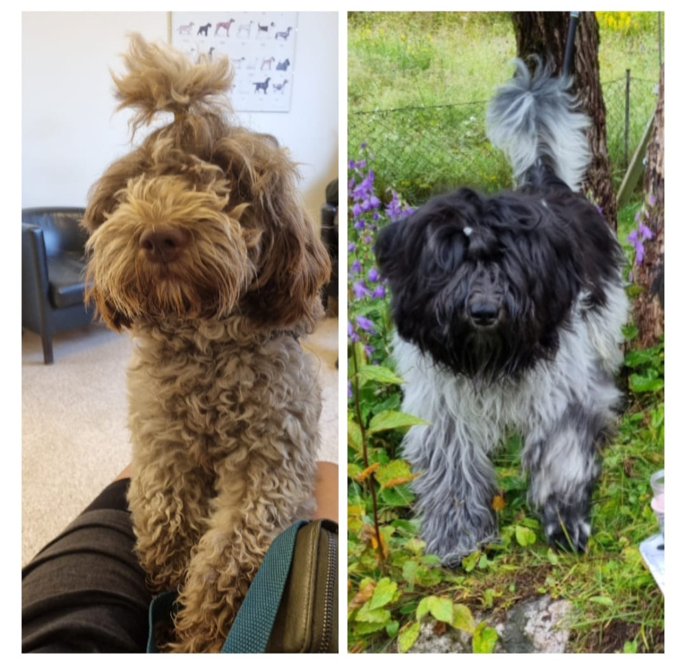 Lagotto/schapendoes