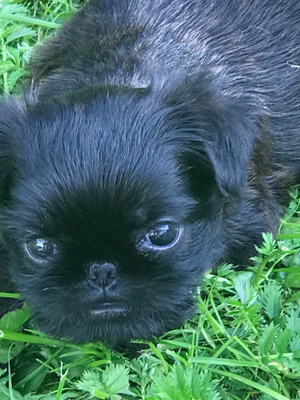 Belgian Griffon